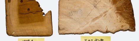 ヒノキ古材の心材と辺材における無機成分の検出
