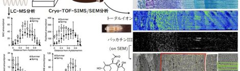 イチイ中のタキサン類の分布