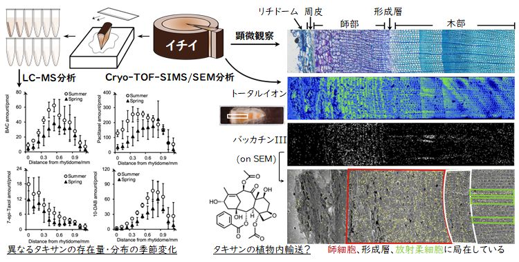 イチイ中のタキサン類の分布